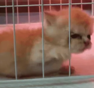😁 kitten, cat, cage, pet, animal, cute whatsapp sticker