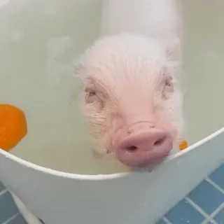 🐽 whatsapp sticker
