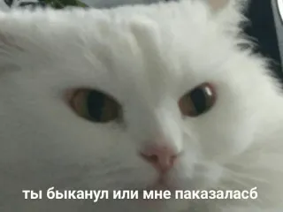 😡 ты быканул или мне паказаласб cat, white cat, angry cat, meme, funny, animal, staring whatsapp sticker