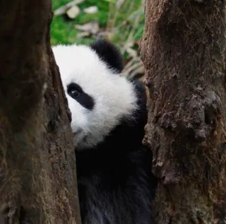 🙈 panda, animal, wildlife, cute, nature, bear telegram sticker