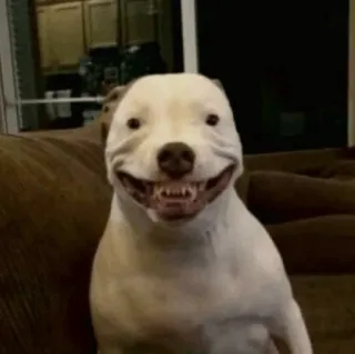 🧈 chien, sourire, animal, animal de compagnie, sourire, chien blanc telegram sticker