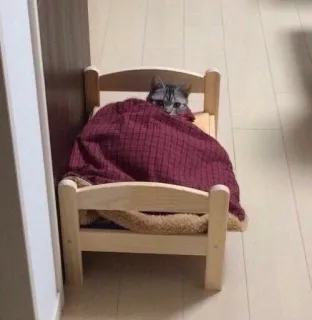 🛌 gato, cama, fofo, animal, animal de estimação, sonolento whatsapp sticker