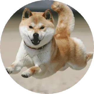 🤐 pies, shiba inu, zwierzę, skakanie, zwierzak, słodki telegram sticker