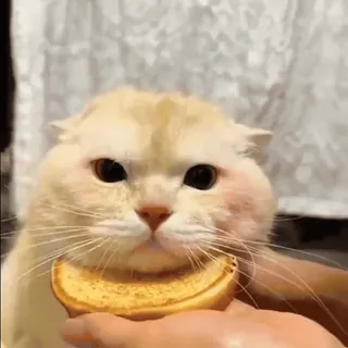 ❤️ gato, pan, animal, lindo, mascota, comida telegram sticker