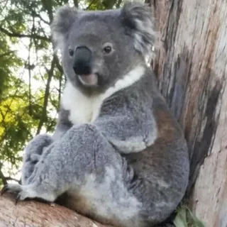 🐨 koala, animal, wildlife, marsupial, cute, australia, tree, nature telegram sticker