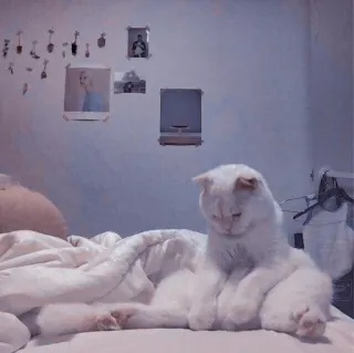 🐱 고양이, 흰 고양이, 애완 동물, 동물, 반려 동물, 포유류, 귀여운, 침대 telegram sticker