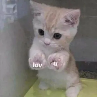 ❤️‍🔥 lov u кот, котенок, любовь, милый, животное, питомец telegram sticker