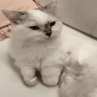 🐈 cat, white cat, pet, animal, domestic animal, cute, fluffy telegram sticker