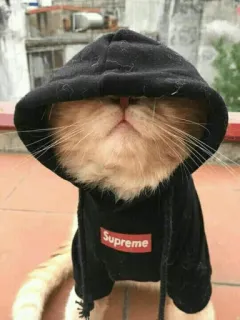 🌝 Supreme 고양이, 후드티, 슈프림, 동물, 애완 동물, 의류 telegram sticker