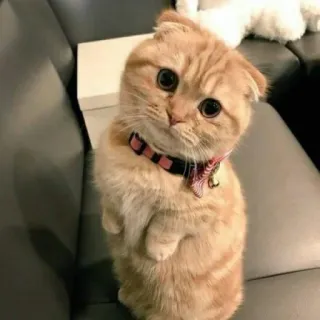 😺 chat, chaton, animal de compagnie, animal, mignon, chat domestique telegram sticker
