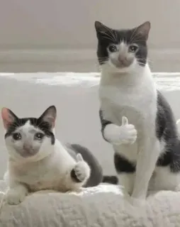 😩 猫, いいね, 動物, 面白い, かわいい telegram sticker