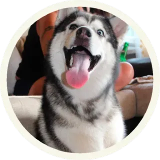 🐺 Хаски @lennysticker telegram stickers
