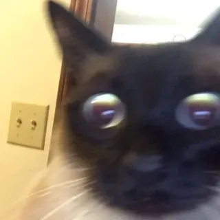 😯 cat, animal, siamese, domestic animal, pet telegram sticker