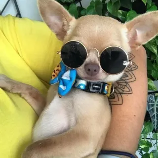 🐶 dog, chihuahua, sunglasses, pet, animal telegram sticker