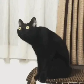 😳 gatto, animale, gatto nero, animale domestico telegram sticker