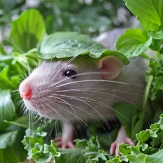 🐀 szczur, zwierzę, słodki, zwierzak, gryzoń, liście, ogród telegram sticker