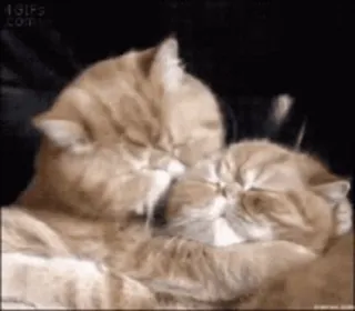 😘 katten, dieren, schattig, liefde, genegenheid, knuffelen, knuffels, huisdieren telegram sticker