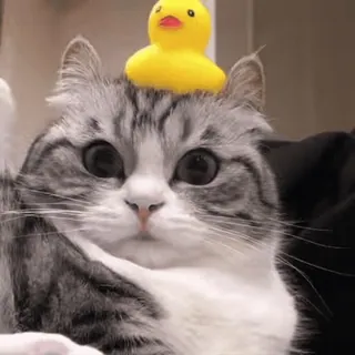 😳 고양이, 동물, 오리, 귀여운, 애완동물, 웃긴 telegram sticker