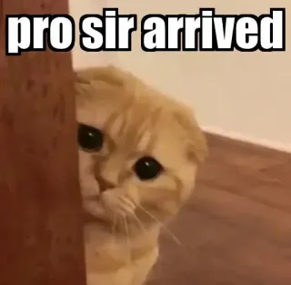👀 pro sir arrived gato, meme, llegó, animal, mascota, gracioso telegram sticker