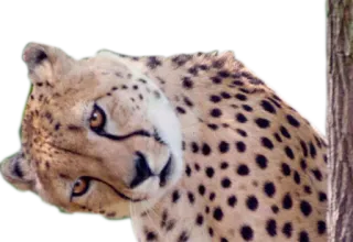 ⏪ cheetah, animal, mammal, wildlife, cat, spots whatsapp sticker