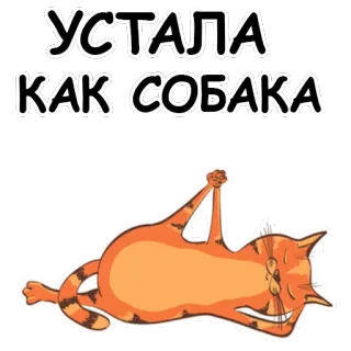 🐱 УСТАЛА КАК СОБАКА kot, zmęczony, rosyjski, wyczerpany, zwierzę, naklejka whatsapp sticker
