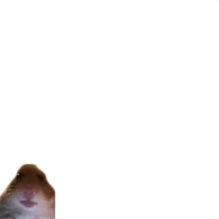 😶 hamster, binatang, pengerat, imut, hewan peliharaan telegram sticker
