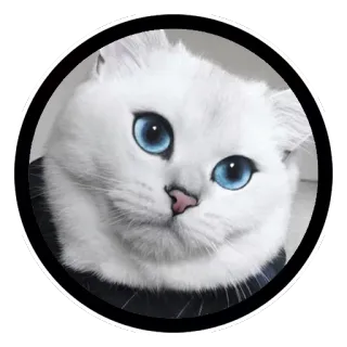 😻 gato, gato branco, fofo, animal, animal de estimação, animal doméstico telegram sticker
