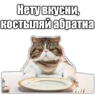 🥣 Нету вкусни, костыляй абратна cat, food, table, hungry, meme telegram sticker