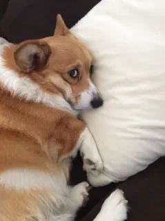 😞 anjing, corgi, hewan, hewan peliharaan, lucu, bantal, hewan peliharaan telegram sticker