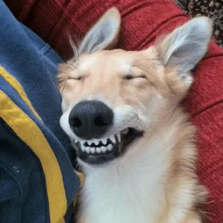 🤗 Hund, lächelnd, Zähne, glücklich, Tier, Porträt, schlafend telegram sticker
