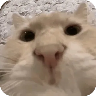 ❤ chat, animal, animal de compagnie, gros plan, drôle, mignon whatsapp sticker