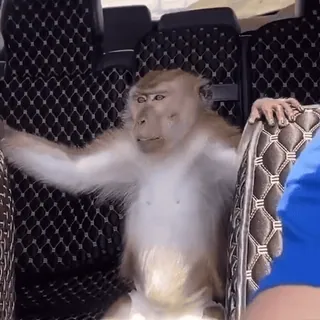 😚 monkey, animal, primate, wildlife whatsapp sticker