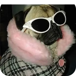 😎 pug telegram sticker