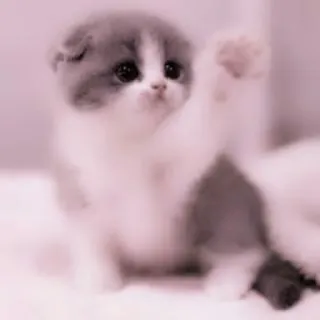 🗯 chat, chaton, mignon, animal de compagnie, animal, adorable, mammifère telegram sticker