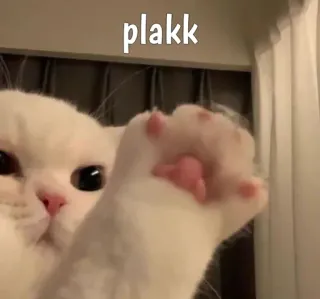 🙀 plakk кот, лапа, белый, животное, милый whatsapp sticker