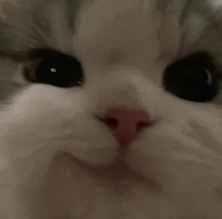 🌿 mèo, dễ thương, động vật, thú cưng, mèo nhà, mèo telegram sticker