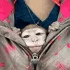 🐵