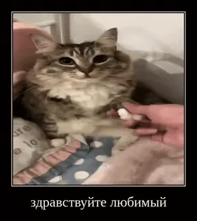 😳 здравствуйте любимый gatto, animale domestico, animale, russo, saluto telegram sticker