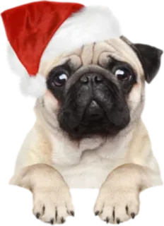 ☺️ Mops, Hund, Weihnachten, Nikolausmütze, süß, Tier telegram sticker