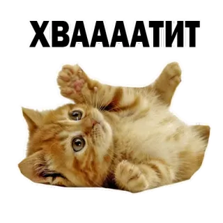 😁 ХВААААТИТ gato, gatinho, fofo, russo, pare, engraçado, meme whatsapp sticker