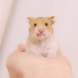 ✨ Hamster, Nagetier, Haustier, Tier, süß, klein, Hand whatsapp sticker
