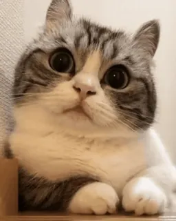 😕 mèo, mèo con, dễ thương, động vật, thú cưng, họ mèo, nhà telegram sticker