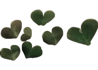 🌱 잎, 하트, 녹색, 자연, 클로버 telegram sticker