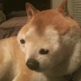 😶 cane, shiba inu, animale domestico, animale, meme telegram sticker