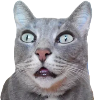 😮 cat, grey cat, animal, pet, feline, shocked, surprised, meme telegram sticker