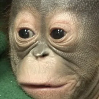 😦 orango, cucciolo, scimmia, animale, zoo, fauna selvatica whatsapp sticker