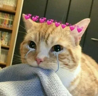 💖 gatto, triste, piangere, cuori, carino, emoji telegram sticker