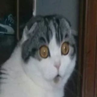🐱 gato, animal, mascota, impactado, sorprendido telegram sticker