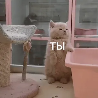 ❤️ ТЫ cat, kitten, cute, animal, russian telegram sticker