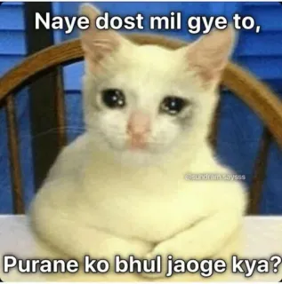 🥺 Naye dost mil gye to,
Purane ko bhul jaoge kya? грустный кот, мем, плач, дружба, вопрос whatsapp sticker